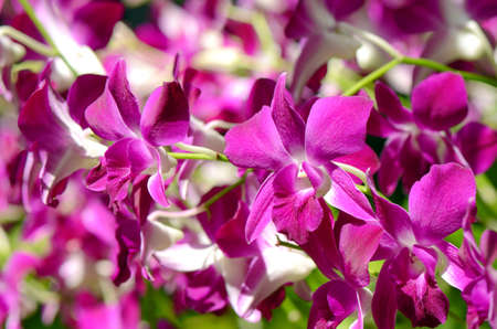 Purple Denerobium Orchids (Dendrobium Hybrid) in tropical garden.の写真素材