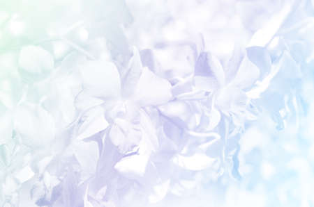 Denerobium orchids garden background with soft focus and pastel tone color.の写真素材