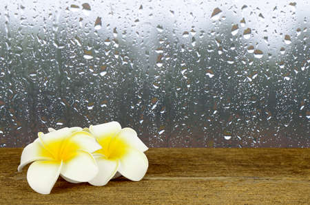 Rain Drops on Glass Window Background with White and yellow Plumeria flower on old wood table.の写真素材