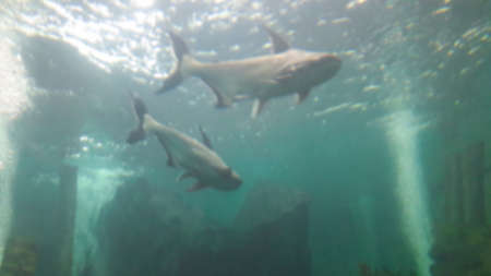 Blurred aquarium background with big fish.の写真素材