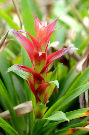 Bromeliad or Urn Plant (Aechmea fasciata) kind of local Brazil Plants.の写真素材