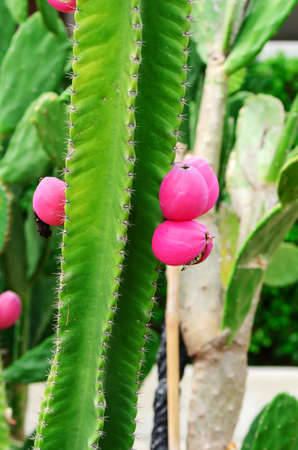 Groups of green cactus with fruit.の写真素材