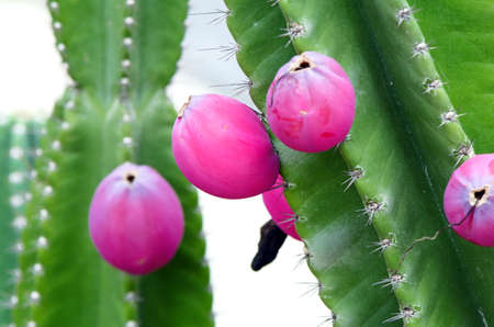 Groups of green cactus with fruit.の写真素材