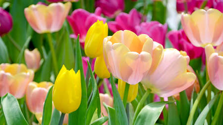 Blossom tulip in the spring garden with natural light and soft background.の写真素材