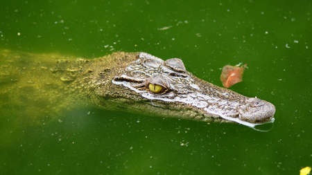 Freshwater crocodile, Siamese crocodile (Crocodylus siamensis)の写真素材