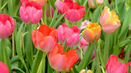 Blossom tulip in the spring garden with natural light and soft background.の写真素材
