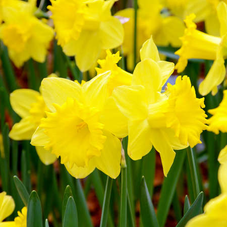 Yellow Daffodil in the spring garden with natural light and soft background.の写真素材