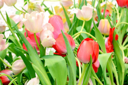 Blossom tulip in the spring garden with natural light and soft background.の写真素材