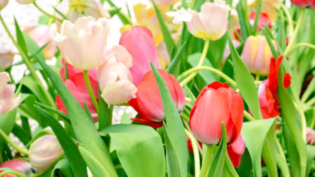 Blossom tulip in the spring garden with natural light and soft background.の写真素材
