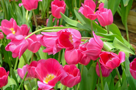 Blossom tulip in the spring garden with natural light and soft background.の写真素材