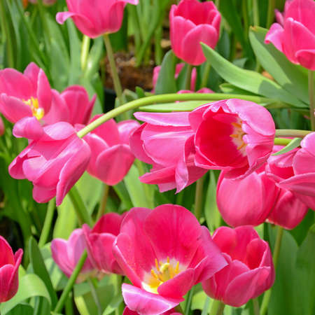 Blossom tulip in the spring garden with natural light and soft background.の写真素材
