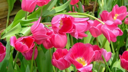 Blossom tulip in the spring garden with natural light and soft background.の写真素材