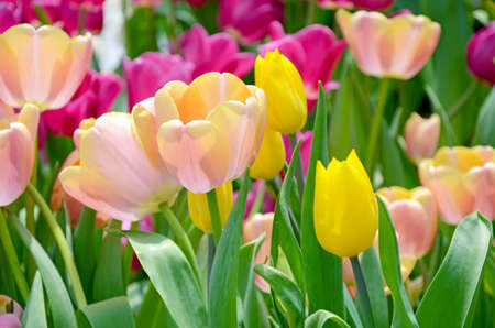 Blossom tulip in the spring garden with natural light and soft background.の写真素材