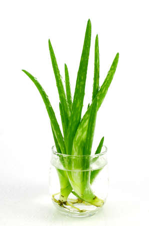 Aloe Vera (Aloe barbadensis Mill.,Star cactus, Aloe, Aloin, Jafferabad or Barbados) a very useful herbal medicine for skin care and hair care. (Aloe barbadensis Mill.,Star cactus, Aloe, Aloin, Jafferabad or Barbados) a very useful herbal medicine for skinの写真素材