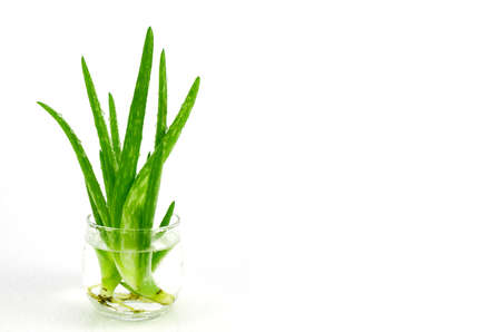Aloe Vera (Aloe barbadensis Mill.,Star cactus, Aloe, Aloin, Jafferabad or Barbados) a very useful herbal medicine for skin care and hair care. (Aloe barbadensis Mill.,Star cactus, Aloe, Aloin, Jafferabad or Barbados) a very useful herbal medicine for skinの写真素材