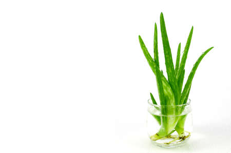 Aloe Vera (Aloe barbadensis Mill.,Star cactus, Aloe, Aloin, Jafferabad or Barbados) a very useful herbal medicine for skin care and hair care. (Aloe barbadensis Mill.,Star cactus, Aloe, Aloin, Jafferabad or Barbados) a very useful herbal medicine for skinの写真素材
