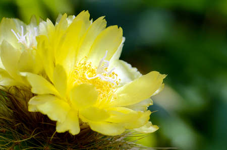 Yellow flowers of cactus.の写真素材