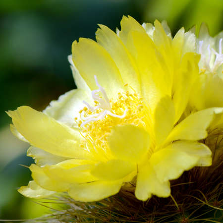Yellow flowers of cactus.の写真素材