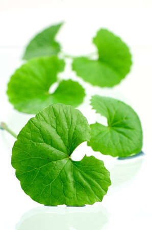 Indian pennywort (Centella asiatica (L.) Urban.) brain tonic herbal plant.の写真素材