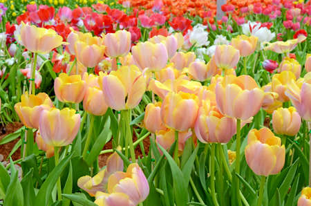 Blossom tulip in the spring garden with natural light and soft background.の写真素材