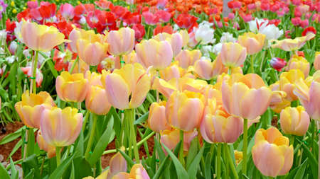 Blossom tulip in the spring garden with natural light and soft background.の写真素材