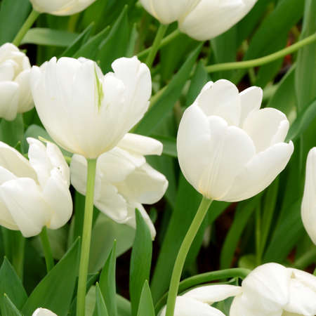 Blossom tulip in the spring garden with natural light and soft background.の写真素材