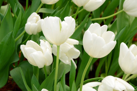 Blossom tulip in the spring garden with natural light and soft background.の写真素材
