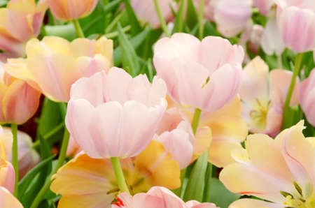 Blossom tulip in the spring garden with natural light and soft background.の写真素材
