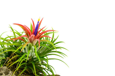 Tillandsia on white background.の写真素材