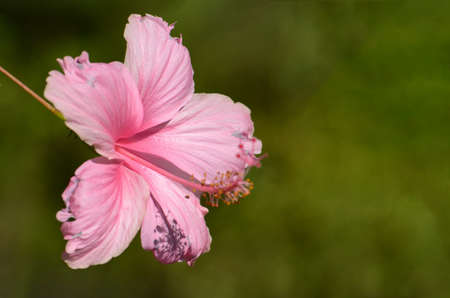 Pink Hibiscus on natural green background.の写真素材