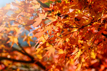 Maple Tree Garden in Autumn. Red Maple leaves in Autumn.の写真素材
