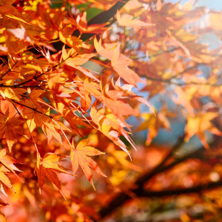 Maple Tree Garden in Autumn. Red Maple leaves in Autumn.の写真素材
