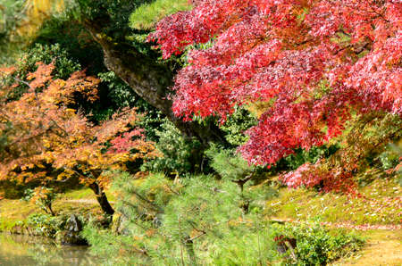 Colourful Autumn Garden. Maple Tree Garden in Autumn. Red Maple leaves in Autumn.の写真素材