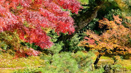 Colourful Autumn Garden. Maple Tree Garden in Autumn. Red Maple leaves in Autumn.の写真素材