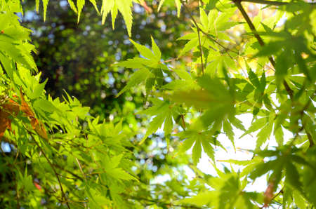 Green Japanese Maple leaves before Autumn.の写真素材