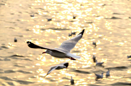 Migrate seagull in sunsets at QM. Bangpu Recreation Center, Samutprakarn province, Thailand.の写真素材