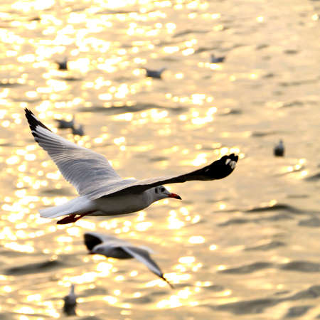 Migrate seagull in sunsets at QM. Bangpu Recreation Center, Samutprakarn province, Thailand.の写真素材