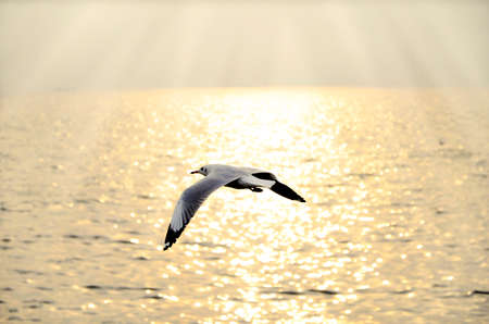 Migrate seagull in sunsets at QM. Bangpu Recreation Center, Samutprakarn province, Thailand.の写真素材