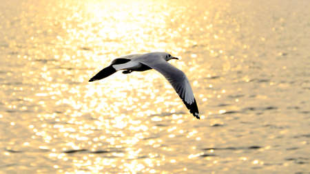 Migrate seagull in sunsets at QM. Bangpu Recreation Center, Samutprakarn province, Thailand.の写真素材