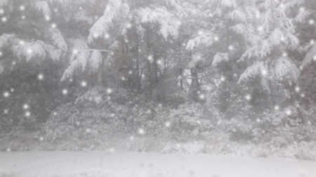 Blurred snowing background with pine forest.の写真素材