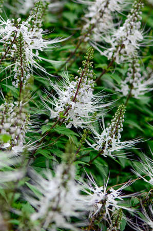 Java tea, Kidney tea plant or Cat%uFFFDs whiskers (Orthosiphon aristatus (Blume) Miq. ) is a popular herbal remedy in southeast Asia and is also commonly exported to Germany and various other countries.の写真素材