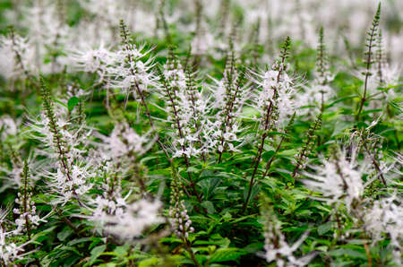 Java tea, Kidney tea plant or Cats whiskers (Orthosiphon aristatus (Blume) Miq. ) is a popular herbal remedy in southeast Asia and is also commonly exported to Germany and various other countries. Research has confirmed the presence of a number of medicaの写真素材
