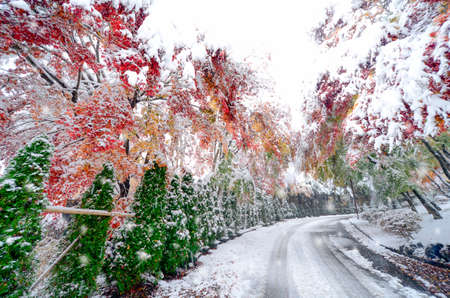 Blurred winter background with early snow and colourful autumn leaves.の写真素材
