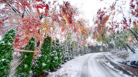 Blurred winter background with early snow and colourful autumn leaves.の写真素材