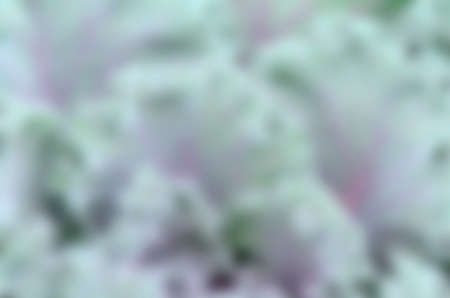 Blue-green and purple background.の写真素材