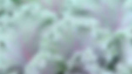 Blue-green and purple background.の写真素材