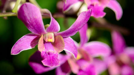 Purple Denerobium Orchids (Dendrobium Hybrid) in tropical garden.の写真素材