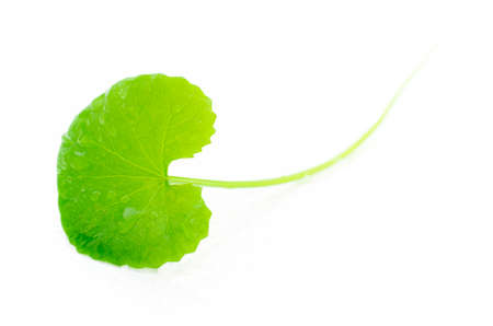 Indian pennywort (Centella asiatica (L.) Urban.) brain tonic herbal plant.