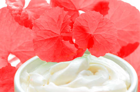 Centella asiatica leaves and skincare product in red and white tone. Indian pennywort (Centella asiatica (L.) Urban.) anti-aging skin care product.の写真素材