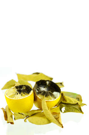 Rotting lemon fruit with black mold and white mold.の写真素材
